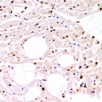 Anti-CLK4 Antibody
