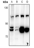 BCAS3 Rabbit Polyclonal Antibody