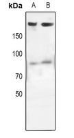 EGFR Antibody