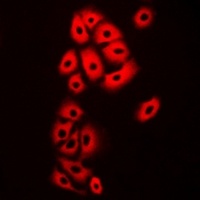 EGFR Antibody