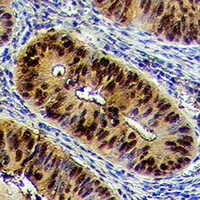 Anti-CDC25A Antibody