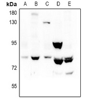 REPS1 Antibody
