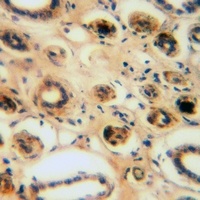 CEP95 antibody