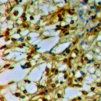 Anti-Caveolin 2 Antibody