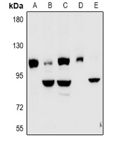 Kv7.5 Rabbit Polyclonal Antibody