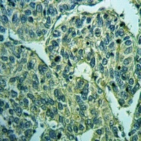 KCNQ5 antibody