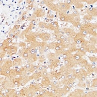 LILRA2 antibody