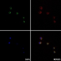 SIRPA antibody