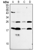 MRPL50 Antibody