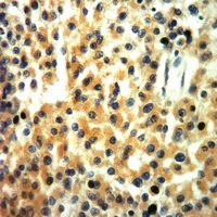 EPHA8 antibody