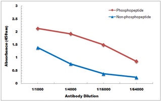 Anti-MNK2 (Phospho-T249) Antibody