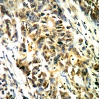 LAT (phospho-Y161) antibody