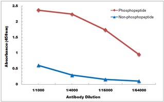 Anti-LAT (Phospho-Y161) Antibody