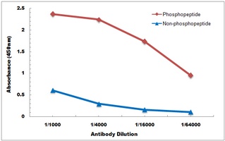 LAT (phospho-Y161) antibody