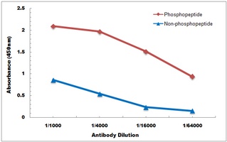 NOS2 (phospho-Y151) antibody