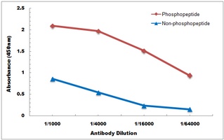 Anti-iNOS (Phospho-Y151) Antibody