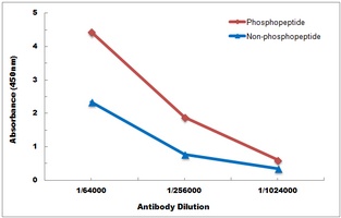 CD45 (Phospho-Y1216) Antibody