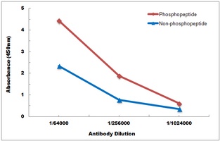 PTPRC (phospho-Y1216) antibody