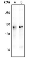 nNOS (Phospho-S1417) Antibody