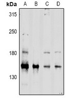 CD45 Antibody
