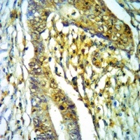 CD45 Antibody