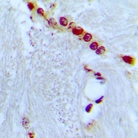 HP1 alpha Rabbit Polyclonal Antibody