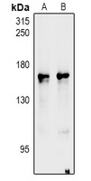 nNOS Rabbit Polyclonal Antibody