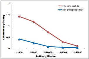 Anti-OTUB1 (Phospho-S187) Antibody