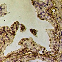 Anti-Caveolin 2 (Phospho-Y19) Antibody