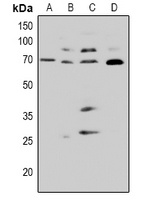 CDC25A (Phospho-S82) Antibody