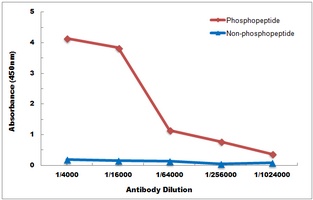 Anti-RXR alpha (Phospho-S260) Antibody
