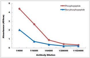 ACIN1 (phospho-S1180) antibody