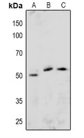 ETS1 (Phospho-S251) Antibody