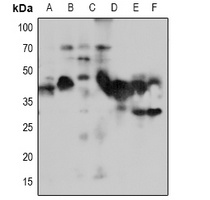 NACA1 Antibody