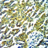 Anti-PTP1B Antibody