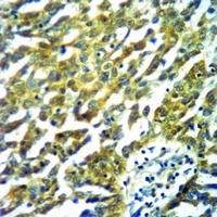 PTPN1 antibody