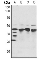 SRF Antibody