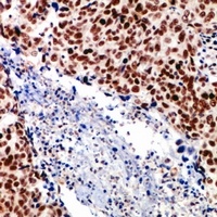 SRF Antibody