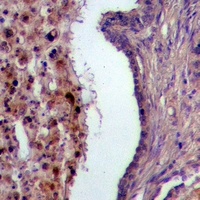 USP28 antibody