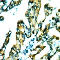 Anti-CDC42EP3 Antibody