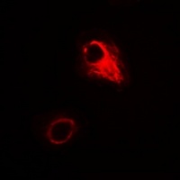Anti-ATG4A Antibody