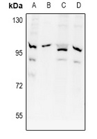 APPL1 Antibody