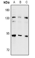 DNA Polymerase iota Antibody