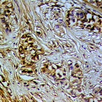 Anti-DNA Polymerase iota Antibody
