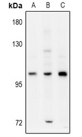 ELP2 Antibody