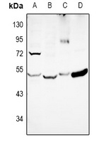 EIF2S2 Rabbit Polyclonal Antibody