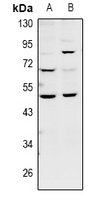 GDF7 Antibody