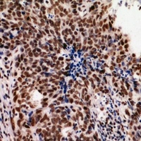 HNRNPUL2 antibody