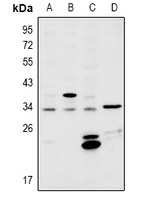 MSX2 Rabbit Polyclonal Antibody