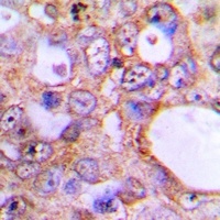 USP50 Antibody